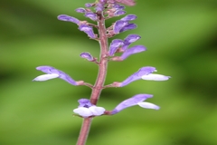 Scutellaria discolor